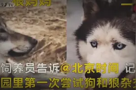 有一只哈士奇混入狼群当了狼王，还娶了其中最美的母狼视频封面
