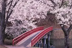 最是人间三月天 安徽赏花好去处集锦图片
