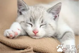 猫能长多大 体重创记录的家猫高达18千克图片