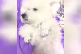 怀孕两个月的狗狗，肚子已经大到无力支撑，当妈妈太辛苦了视频封面