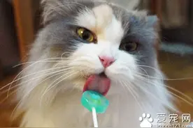 猫能吃甜食么 猫咪的成长中不需要糖类图片