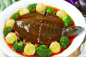 两类人不宜吃甲鱼图片