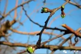 苹果树春季修剪技术图片