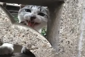 当被赶出家门的小猫遇见主人时，猫咪的表现令人心酸，流泪！视频封面