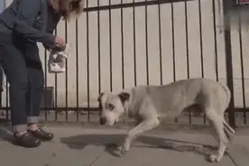 外国好心人在路边救助一只无家可归的比特犬Danny，太感人了视频封面