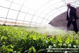 春分时节川王乡菜苗走俏图片
