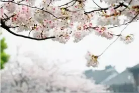 别了，四年一遇的2月29日图片