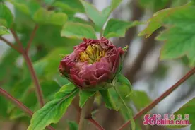 菏泽：牡丹含苞待放笑迎嘉宾来图片