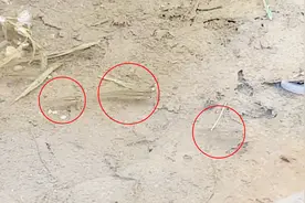为什么下雨后的水坑里会长出鱼？是从哪里来的？今天可算知道了视频封面