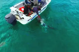 澳洲2男子出海捕鱼时巧遇鲨鱼，像在海里徒手喂宠物一样真有乐趣视频封面