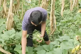 农村地里的瓜藤不仅好吃，还能治结石，扔掉太可惜了视频封面