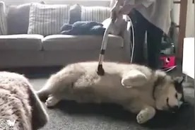 教你一招，根除家里狗毛满天飞视频封面