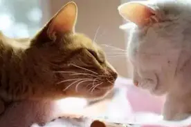 宠物知识猫咪的皮肤和耳朵保健图片