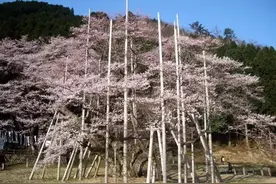 美樱花祭，日本最轰轰烈烈的樱花雨在哪里？图片