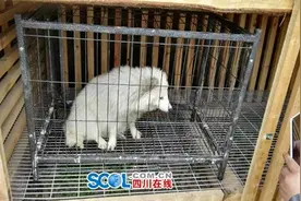 四川什邡村民捕获银狐 疑为养殖场逃出图片