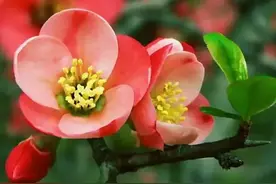 视点 | 春天到啦，果树开花的样子真是美醉了！图片