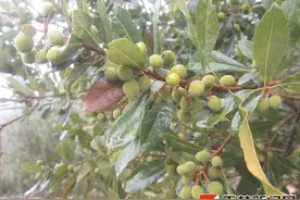 不慕城里浮华，官志强夫妻义务守护名山二十年图片
