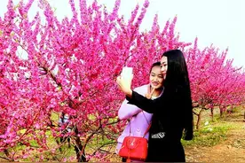 屈家岭：万亩桃花盛妆开图片