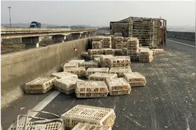 一阵横风吹来 车辆侧翻 4000只土鸡“魂归高速”图片