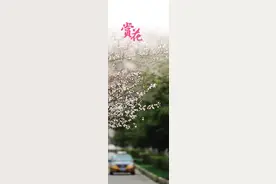 春风惹人醉 赏花 正当时图片