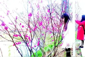 金鹗公园赏花踏青好热闹图片