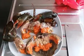 家常便饭-清蒸膏蟹（终于买到一只爆膏的，有详细膏蟹处理步骤视频封面