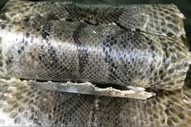 破获最大蟒蛇皮走私 涉案蟒蛇皮2.6万张 案值约2.1亿元图片