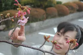 高颜值！2016年日本各地早开樱花争奇斗艳图片