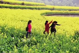 黔西县洪水镇解放村：万亩油菜花纷纷盛开图片