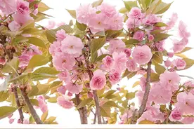 竹篙“花熳天下”樱花园将开园迎客图片