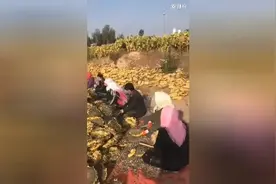 原来葵花籽是这样剥下来的，这节奏感我也是醉了！视频封面
