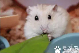 仓鼠怀孕怎么看 孕期的母鼠脾气暴躁图片