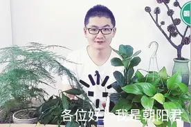 把这个垫在花盆底部，不烂根不黄叶，花卉长得又壮又绿视频封面