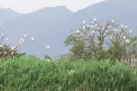 云南这个地方的环境太好了，湖心岛的树上一片片全是白鹭视频封面