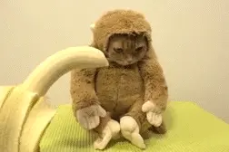 爆笑动图：土拨鼠被摸到脑袋的一瞬间，整个酥了，表情醉醉的！图片