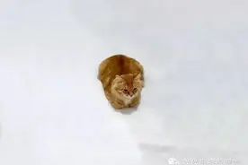 一张被玩坏了的喵星人照片~图片