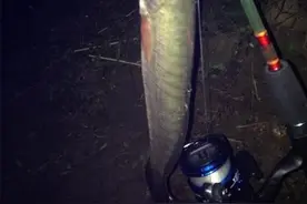 奇葩鱼-南鱧（彩虹雷龙）图片