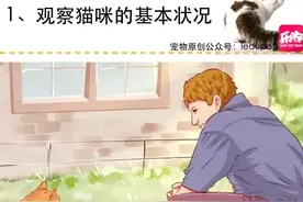 流浪猫的正确吸引、救助方法图片