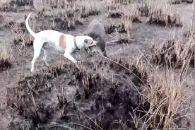 暴躁猛犬，竟单挑200多斤大野猪，暴力压制Ok太厉害了视频封面