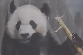 大熊猫吃甘蔗不吐渣？旅美大熊猫贝贝吃白皮甘蔗视频封面