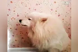 可爱的萨摩主人一叫它就答应图片