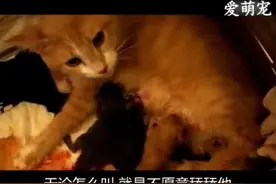实拍猫咪生宝宝的过程中，惊险不断，真是操碎了心啊！图片