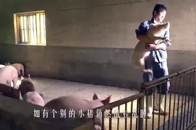 吃、拉、睡，育肥猪三点定位调教，从此甩掉“臭肥猪”称号图片