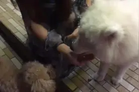 把萨摩耶渴着了，溜了一晚上了，直接在小卖部门口喂水图片