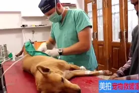 狗狗下面流血了 被救援家及时抢救 最终获救视频封面