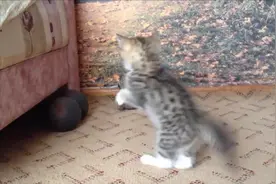 小猫咪第一次见到乌龟，立马开启了蛇精病式的萌系攻击图片