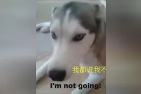 二哈感情受挫，就再也不去经常玩的公园了，任凭主人喊就是不出门图片