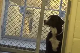狗狗发现自己被领养后，超剧烈的反应让人感到莫名的心疼！视频封面