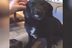 狗狗被主人抓的时候会笑，这笑的也太猥琐了！被这呆萌样笑翻了！图片