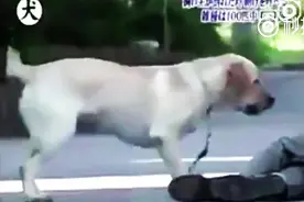 如果主人突然痛苦倒地，狗狗会作出如何反应？感动！图片